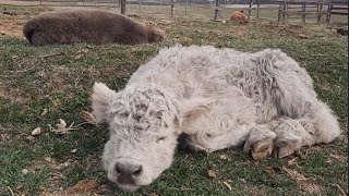 Takin' a break to pet the calves