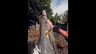 | COD: BLACK OPS 6 | AS VAL MASTERY CAMOS SHOWCASE INSPECTION ANIMATION