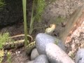 How often does a garter snake shed 