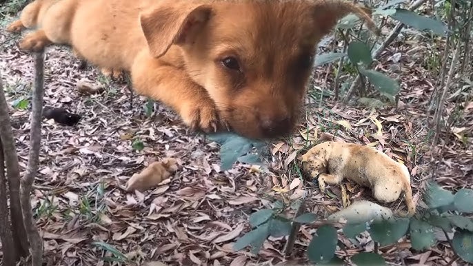 Rescue the mother dog and the puppies were hit by the poison and rescue the handicapped puppy - YouTube