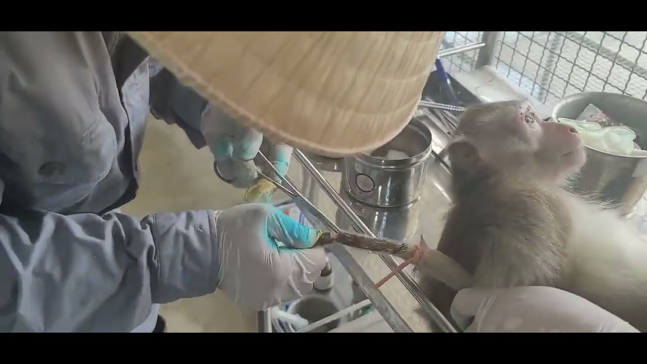Macaque Injuries Treatment for badly injured monkey|Helping Animal - YouTube