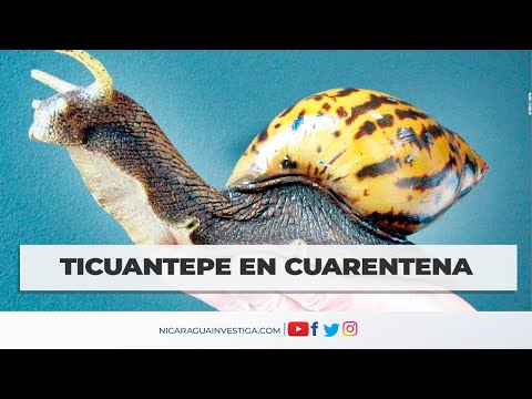 🔴Sector de Ticuantepe en CUARENTENA por INVASIÓN de caracoles gigantes africanos