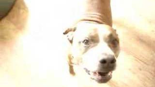 Pitbull Homer & Marge 3