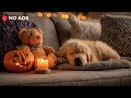 Music to Help Dogs Sleep Deeply💖Anti-anxiety Music for Dogs🐶Soothing Piano Music to Soothe Dogs🎹