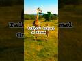 Would you visit Africa to see one? 🌍 #giraffe #animalshorts #cuteanimals #wildlife #shorts