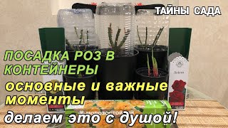 Как посадить розы. Посадка роз в контейнеры. Самый простой способ посадки роз. Выращивание роз дома