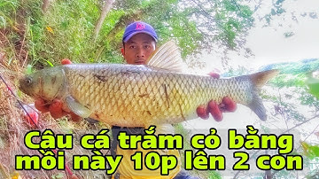 Mồi câu cá trắm cỏ tự nhiên siêu nhạy giật cá trắm cỏ liên tục | Tê Ta Vlog