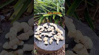 Galangal, a rare root you’ll love to grow and juice! 🫚 #growinnhomes #galangal
