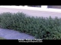 Like Plant Looks That Purple Lavender