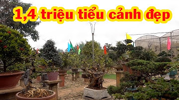 Giảm giá cây đẹp chơi tết, tiểu cảnh giá rẻ, tùng kim cương, mai chiểu thủy, mẫu đơn - bonsai trees