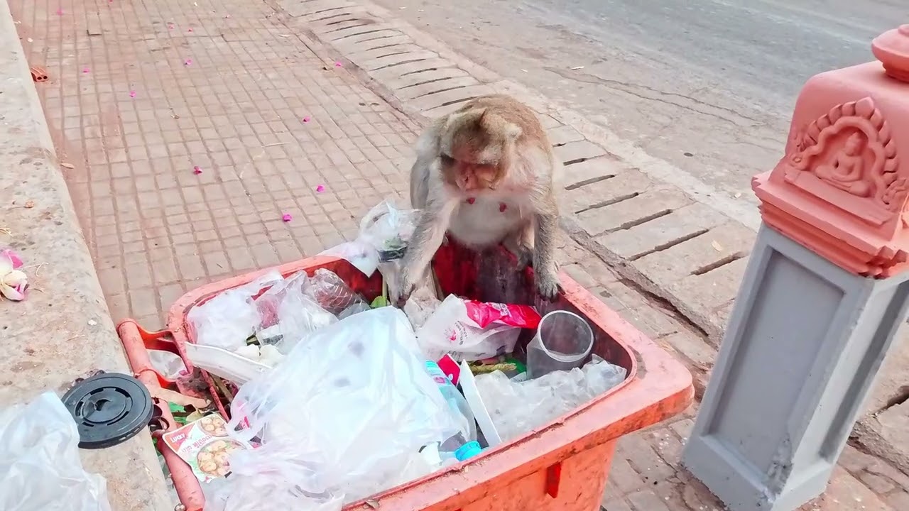 Give them some food, I see they have nothing to eat.