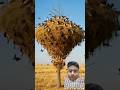 Hundreds of Birds Built One Giant Nest 😳 | Nature’s Mega Colony¡ #trending short