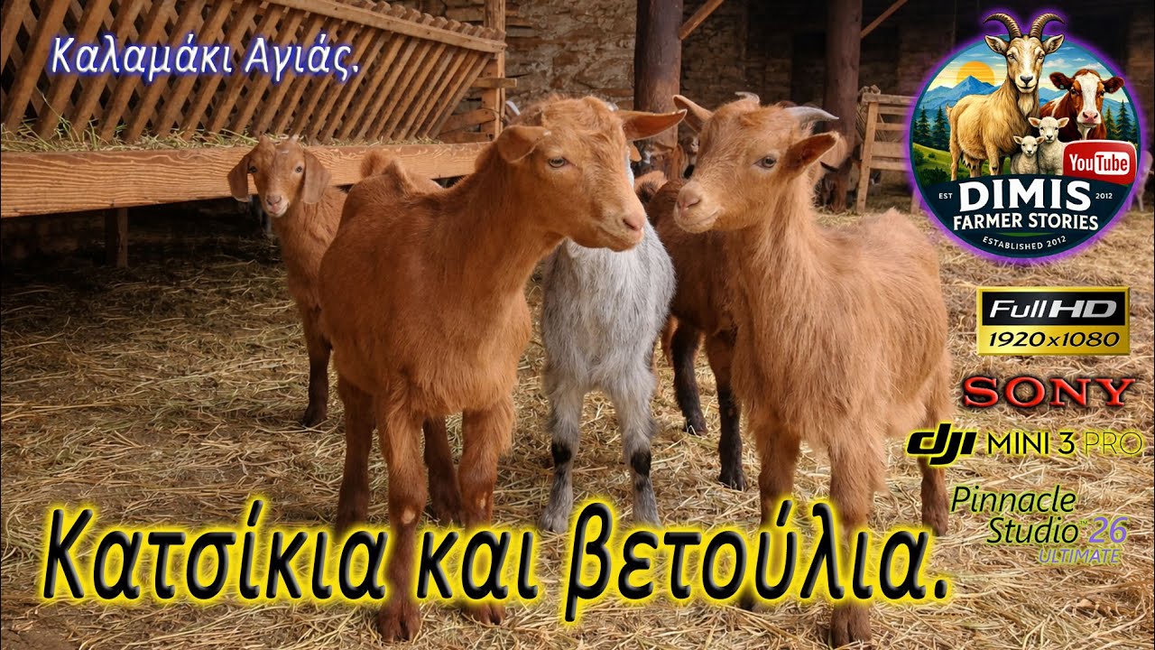 Κατσίκια και βετούλια.