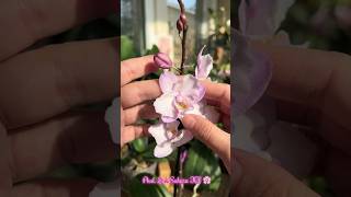 First bloom of Phal. Liu's Sakura 'KF' #plants #sakura #orchid #shorts #youtubeshorts #short #fyp