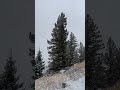 Hiking through the Rocky Mountains in Colorado with Teddy #fyp #shorts #shortvideo #winter #short ￼￼