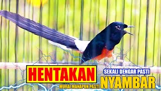 Download Lagu NGAK MUNGKIN DIAM DENGAR HENTAKAN TEMBAKANYA, MURAI APAPUN PASTI NYAMBAR MP3
