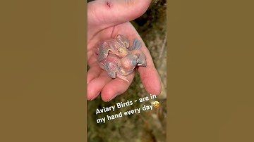 Java sparrow (Padda oryzivora), Java finch, Java rice sparrow, Java rice bird | Padda Bird