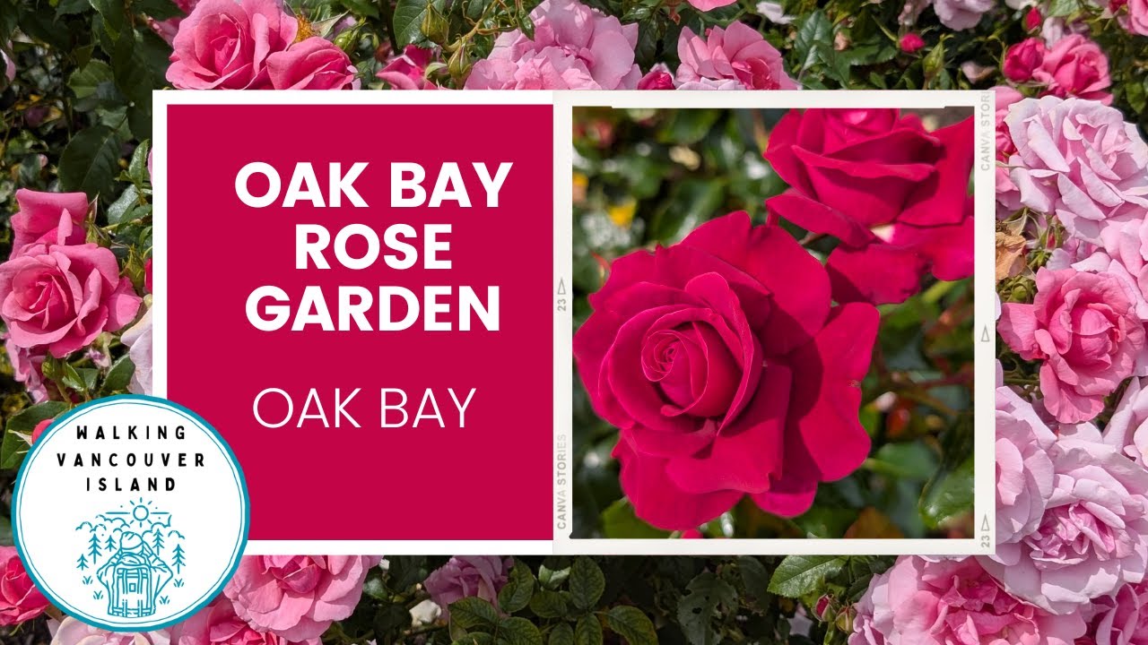 One of Canada's Most Beautiful Rose Gardens 🌹 | Oak Bay, B.C.