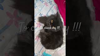Her/His morning schedule👀🐾 #catshorts #funnycat #catvideos #cutecat #viralshorts #cute #kitten#cat