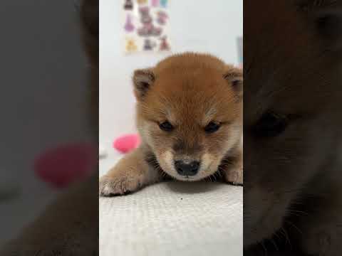 배터리 방전된 아기시바 #시바견#시바이누#시바#시바견분양#시바이누분양#시바분양#마메시바#마메시바분양#Shibainu#루이몽#shibaforsale#황시바#백시바#크림시바