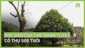 Cây chè Shan tuyết cổ thụ 500 tuổi | VTC16