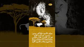 معلومات عن الأسد | Information about the lion
