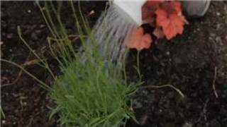 Flower Gardening : How to Care for & Garden a Lavender Plant