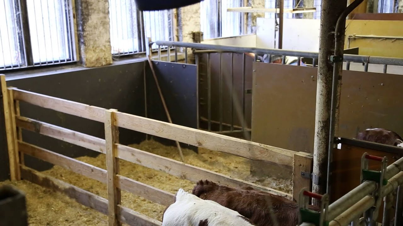 Tuttijuottohärveli helpottaa vasikoiden hoitoa