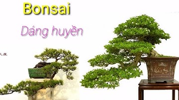 Thế cây cảnh bonsai - Cây dáng huyền (thác đổ).