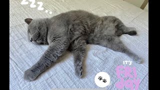 Lazy british shorthair cat ‍⬛ lazy friday adorable cat