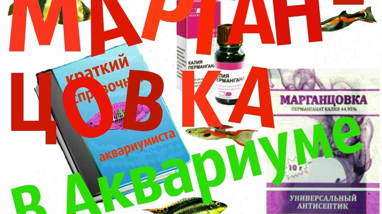 Марганцовка в аквариуме. Лечение аквариумных рыб. - YouTube