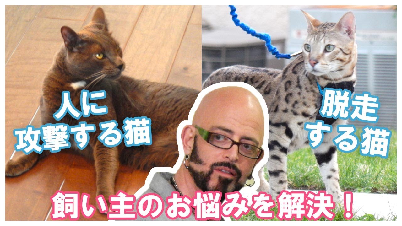 猫ヘルパーs7 Ep 1 My Cat From Hell Youtube 猫ヘルパーs7 Ep 1 My Cat From Hell Youtube