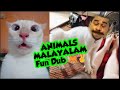 Animals fun dub  1m mallu cat  aq vlogz  1
