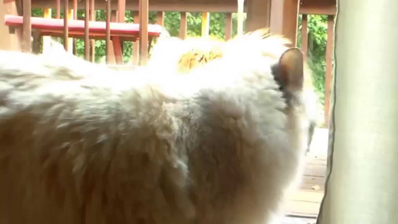 Flirting Cats YouTube