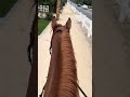 #horse #equestrianjourney #equestrian #riding #thoroughbred #asmr #ottb #trailriding #trailhorse