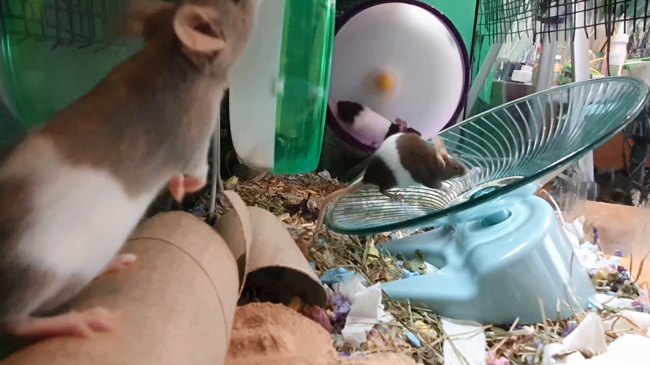 Muizen krijgen speelgoed KOPPELEN DEEL 2  #21 van Zoo-cember