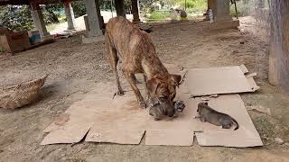 She bite her new born puppies to breath feeding at better place