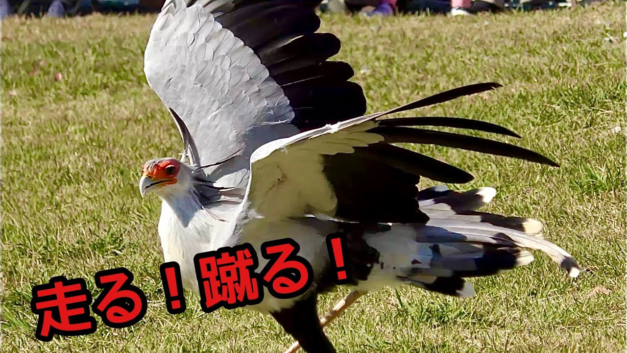Secretarybird Kick-chan runs around and kicks wildly [Kakegawa