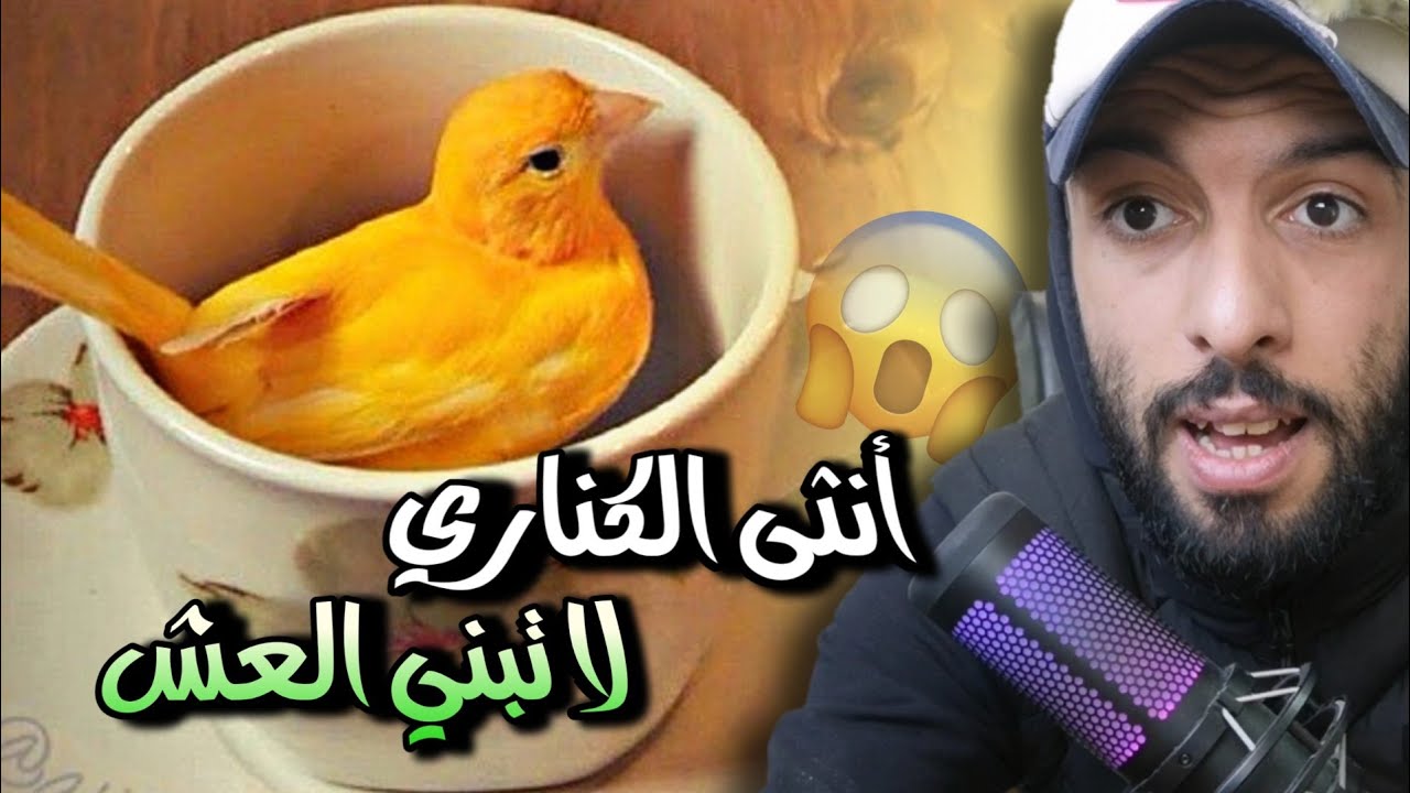 أنثى الكناري ترمي خيوط التعشيش 😱 تجهيز قفص التزاوج لطيور الكناري 😍