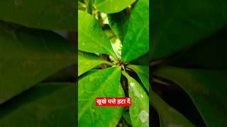 #gardening  🌿👍#greenhouse #nature #garden #farming #shorts #reels #youtubeshorts