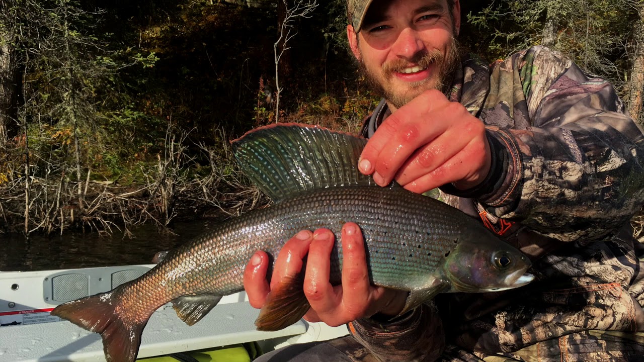 "Yukon Sails" Arctic Grayling Fly Fishing YouTube