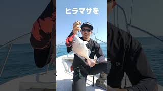 ヒラマサ狙いで真鯛! #釣り #海釣り #真鯛 #シーバス #青物