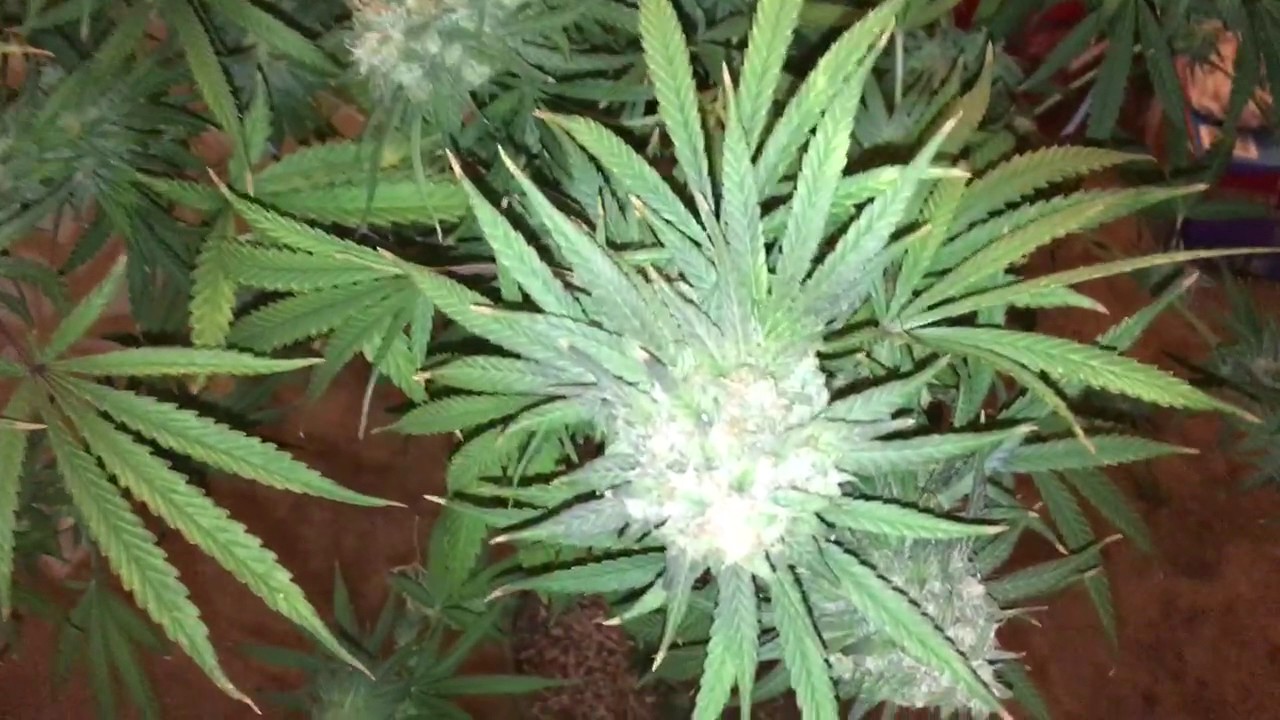 TGA querkle #2 harvest led