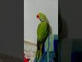 parrot sound #youtube #viral #youtubeshorts #shortvideo #ytshorts #viralvideo
