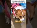 犬のおもしろ動画にツッコミどころ満載なアフレコしてみた#496【コーギー】【ハプニング映像】#shorts #アフレコ #面白動画