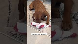 Nie mehr Langeweile für deinen Hund