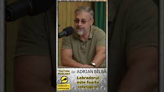 Adrian Bilba despre Labrador, Ciobănesc belgian (Malinois) si "Maidanez"