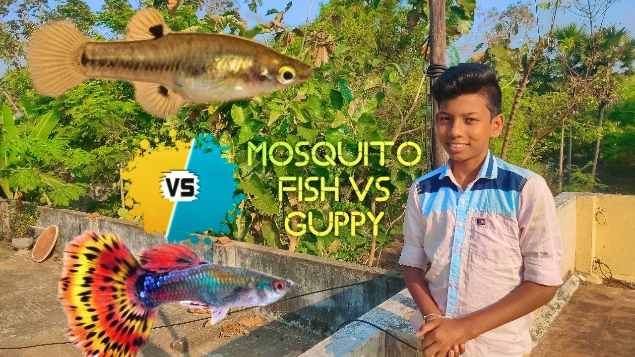 Difference Between Mosquito Fish And Guppy Fish In Tamil Cross