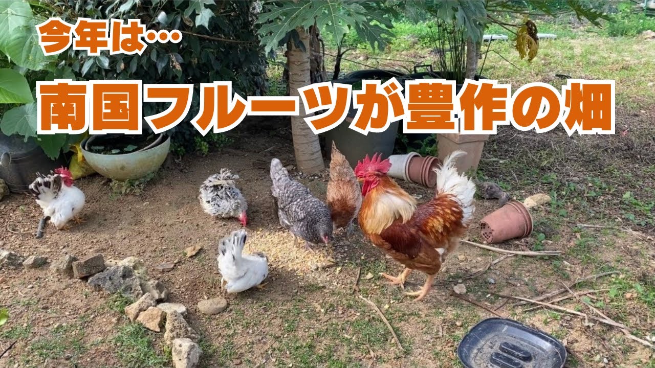 ニワトリの餌節約!農家さんからの差し入れや自家製の南国フルーツが大豊作【沖縄田舎暮らし】【ニワトリ飼育】 - YouTube