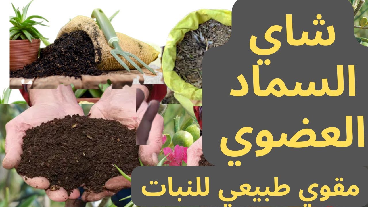 السماد العضوي | شاي السماد العضوي | افضل طريقة تسميد - YouTube